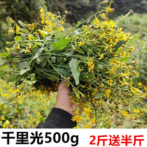 新鲜千里光500g野生黄花母九里明眼明草九龙光千里明七里光金钗草