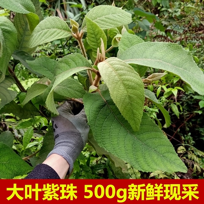 野生新鲜大叶紫珠野紫珠草500g现采枝叶大风叶赶风紫红大曰假大艾