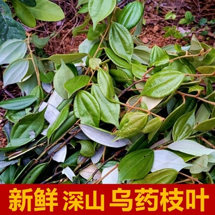 野生新鲜乌药枝叶乌药500g天台乌药樟矮樟铜钱树细叶香桂樟铜钱柴