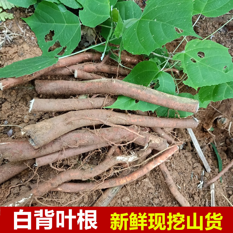 野生新鲜白背叶根500g现挖白背娘白背桐叶下白白帽顶白背木白朴树