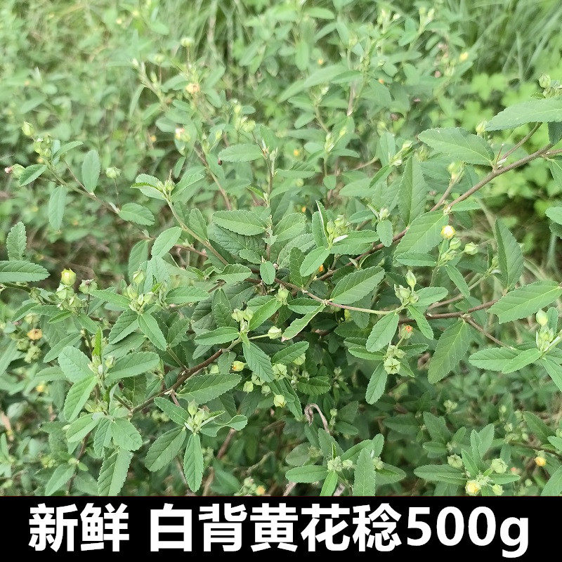 野生新鲜白背黄花稔黄花中草药拔脓消生肌草梅肉草散湿外敷肿痛
