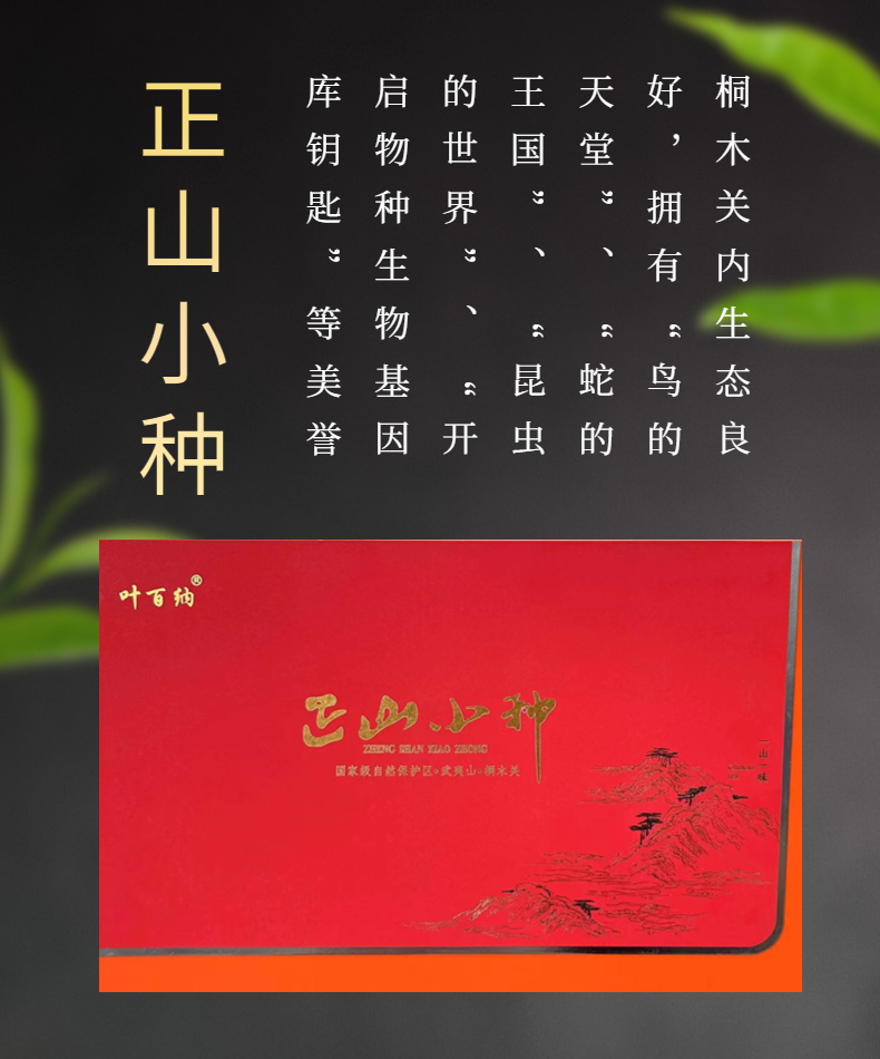 武夷山桐木关正山小种梅占红茶送礼盒回甘嫩甜暖胃红茶