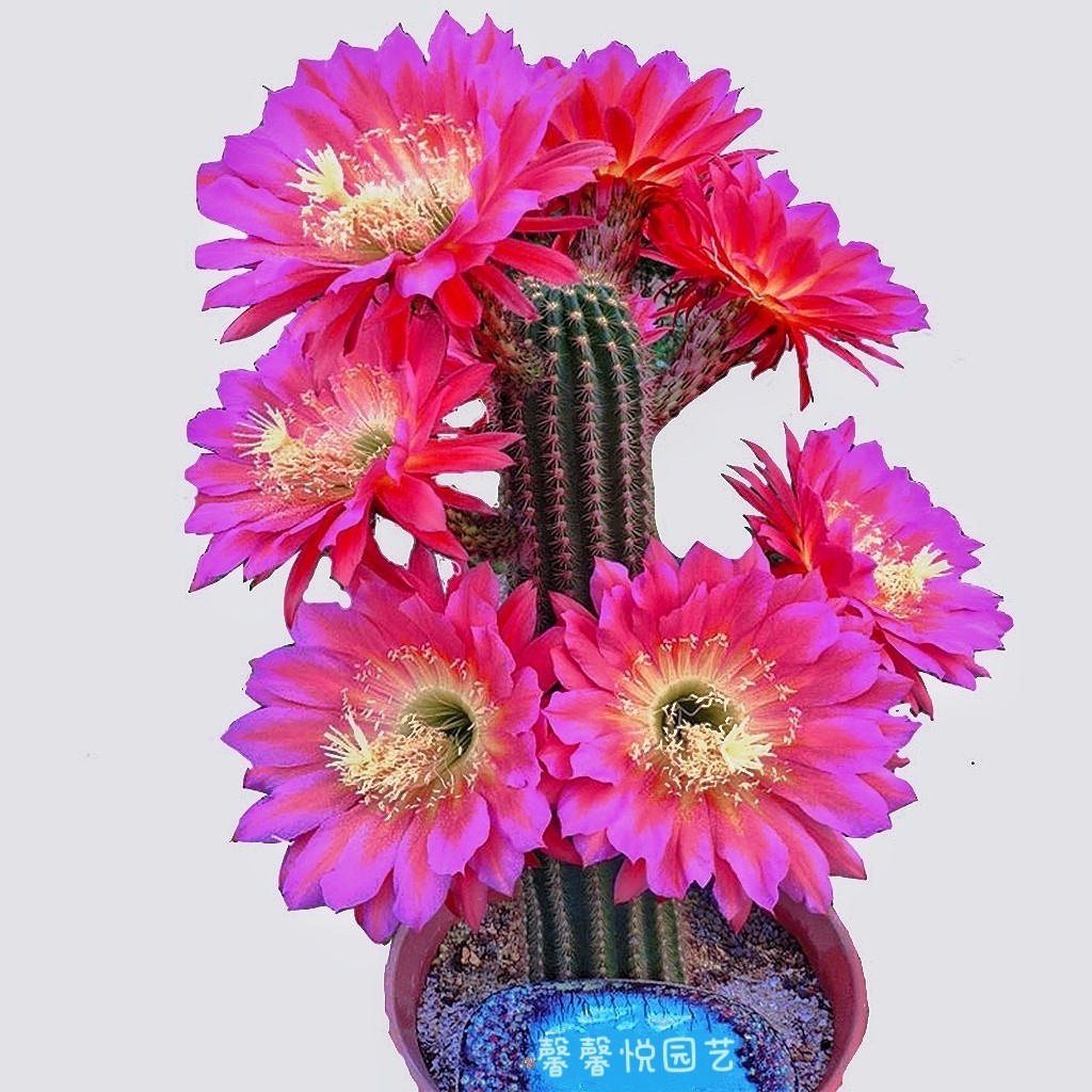 毛花柱仙人球飞碟时光开花高级多肉植物精品仙人柱品种大全防辐射