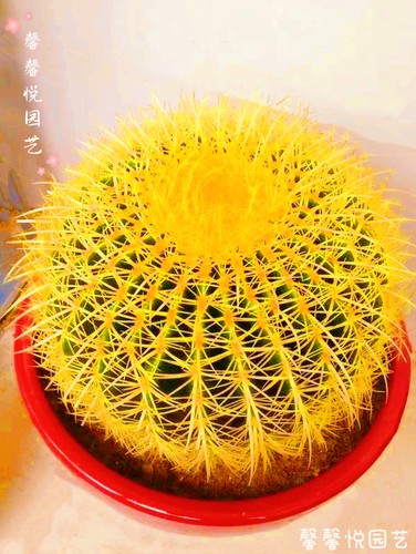 金虎仙人球大号金琥美观