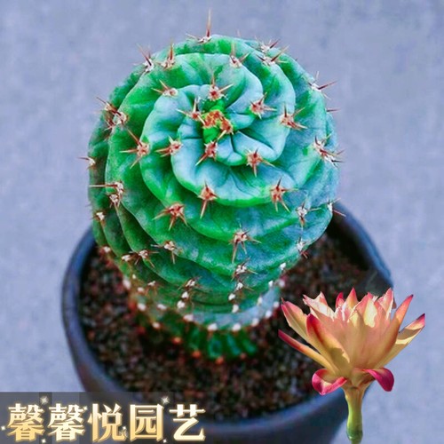 龙卷风仙人掌室内造景盆栽美观