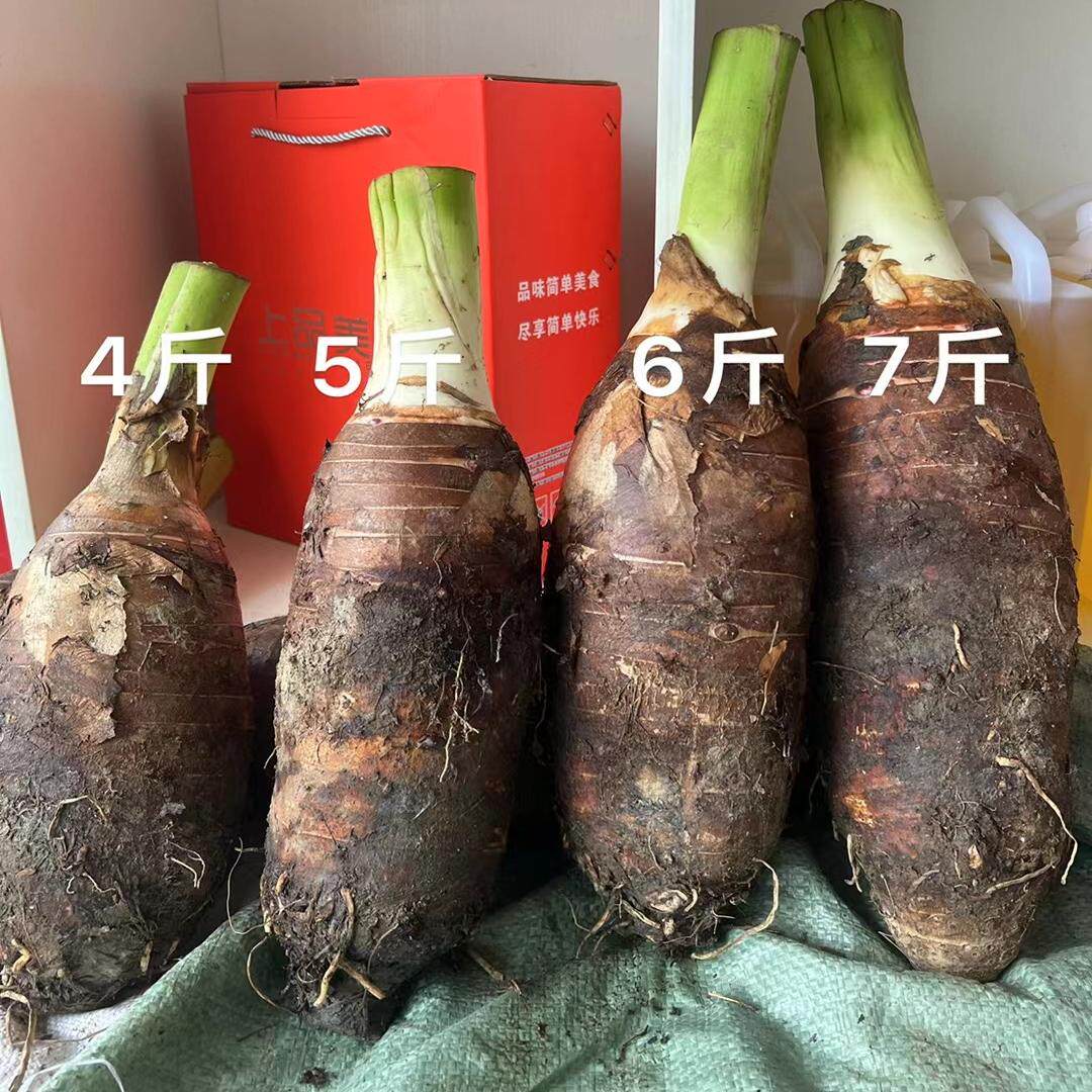 正宗乐昌炮弹香芋新鲜蔬菜粉糯粤北特产新年送礼特大槟榔芋头现挖