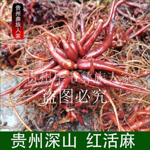 新鲜红活麻根生货泡酒 红线麻红活麻中药材小红麻贵州千年耗子屎