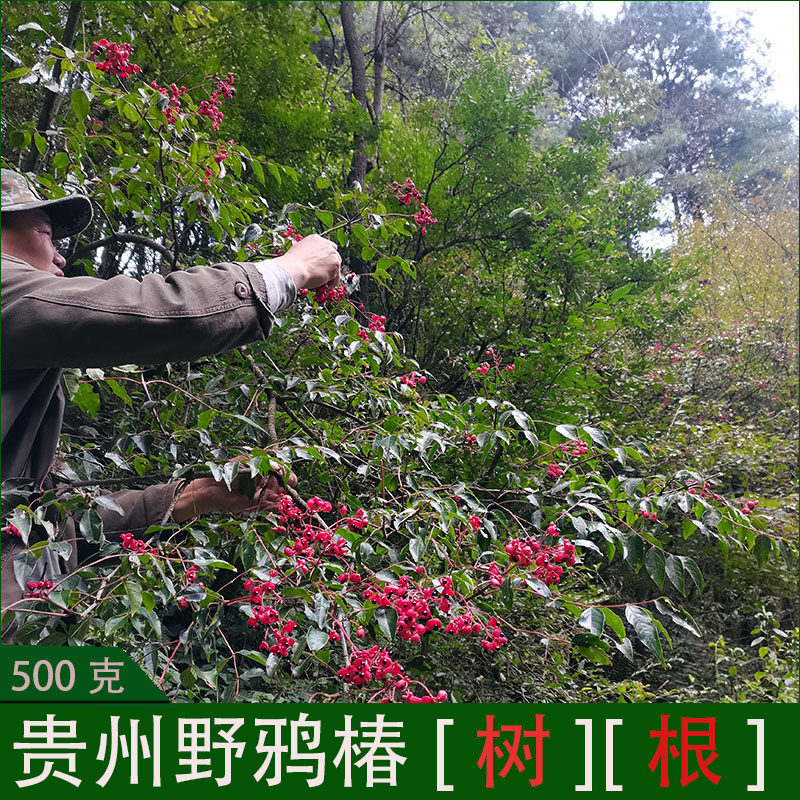 鸡朎花根  鸡朎花根 野鸦椿根 鸡肫子树 鸡腱花 野鸦椿树鸡胗花