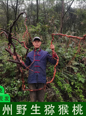 野生 猕猴桃根 雄洋桃根 藤梨根 中药材 新鲜 现挖 现发500g