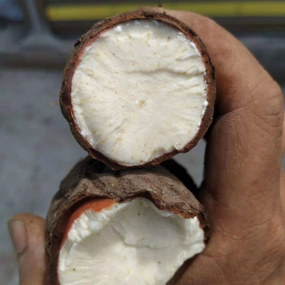 贵州野生白何首乌飞来鹤隔山撬隔山消现挖下单现挖新鲜