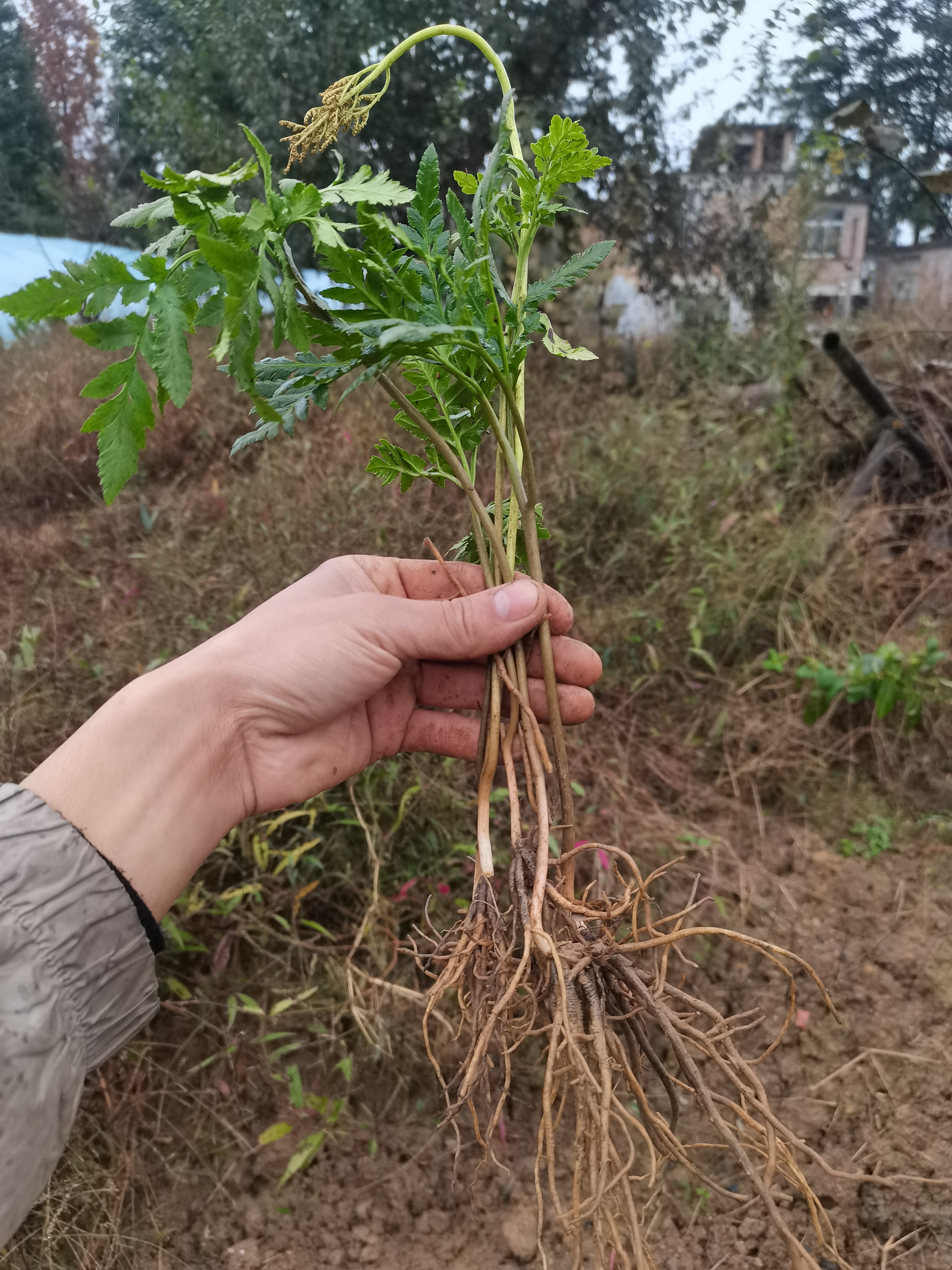 贵州深山中药材小春花一朵云鲜货阴地蕨小春花散血叶干品干货 - 实物图