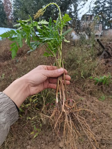 贵州深山中药材小春花一朵云鲜货阴地蕨小春花散血叶干品干货