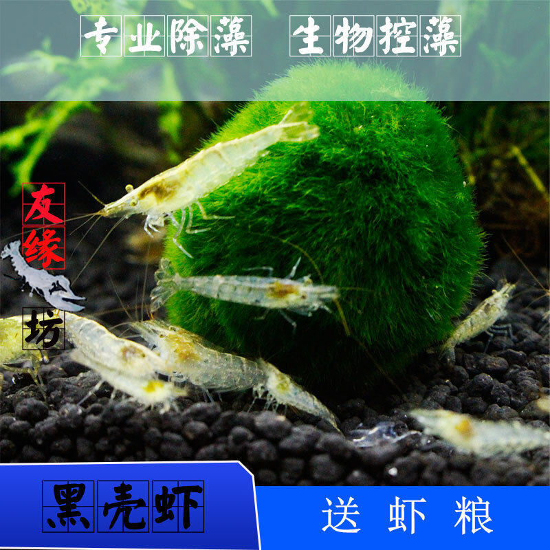 黑壳虾活体免邮观赏虾水晶虾除藻虾樱花极火冷水虾草缸鱼缸工具虾