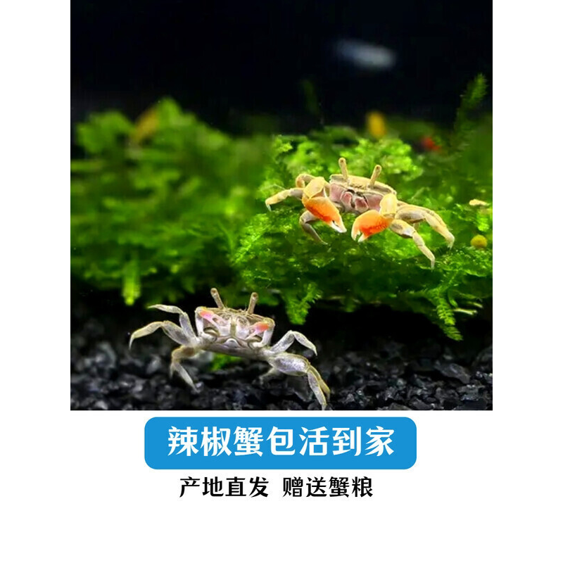 活体宠物螃蟹迷你辣椒蟹深水观赏蟹吃虫除藻淡水蟹鱼缸爬宠豆豆蟹