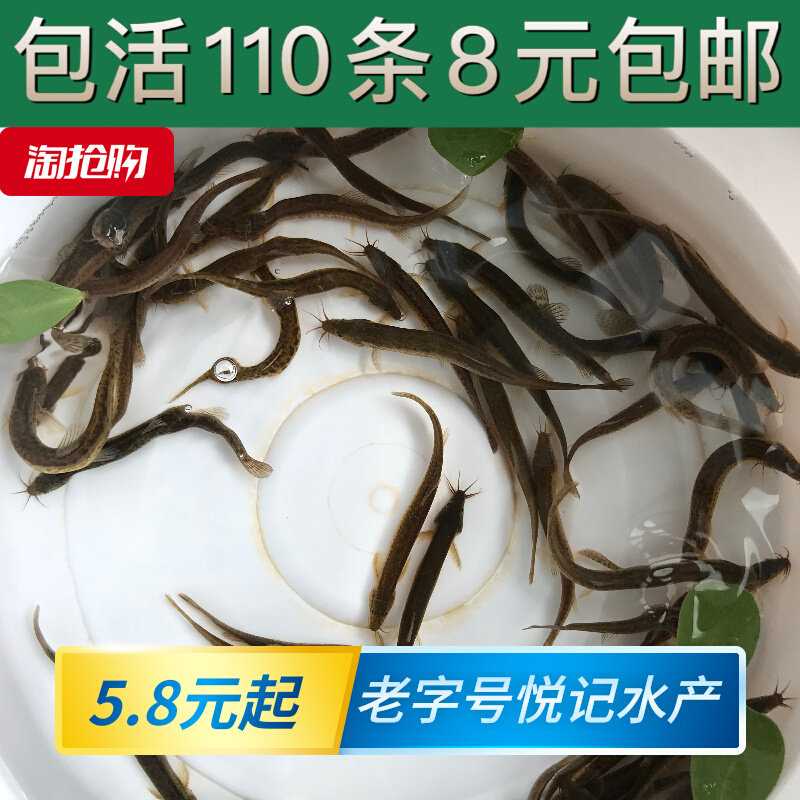 台湾小泥鳅苗鲜活乌龟金龙鱼鹦鹉鱼