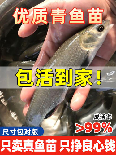 正宗螺蛳青鱼苗特大尺寸草鱼苗乌青草棒黑鲩四川重庆本地淡水养殖
