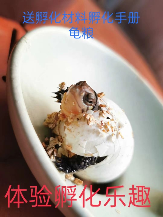 乌龟蛋可孵化受精蛋学生便宜送孵化器孵化盒草龟小乌龟蛋鳄乌龟蛋