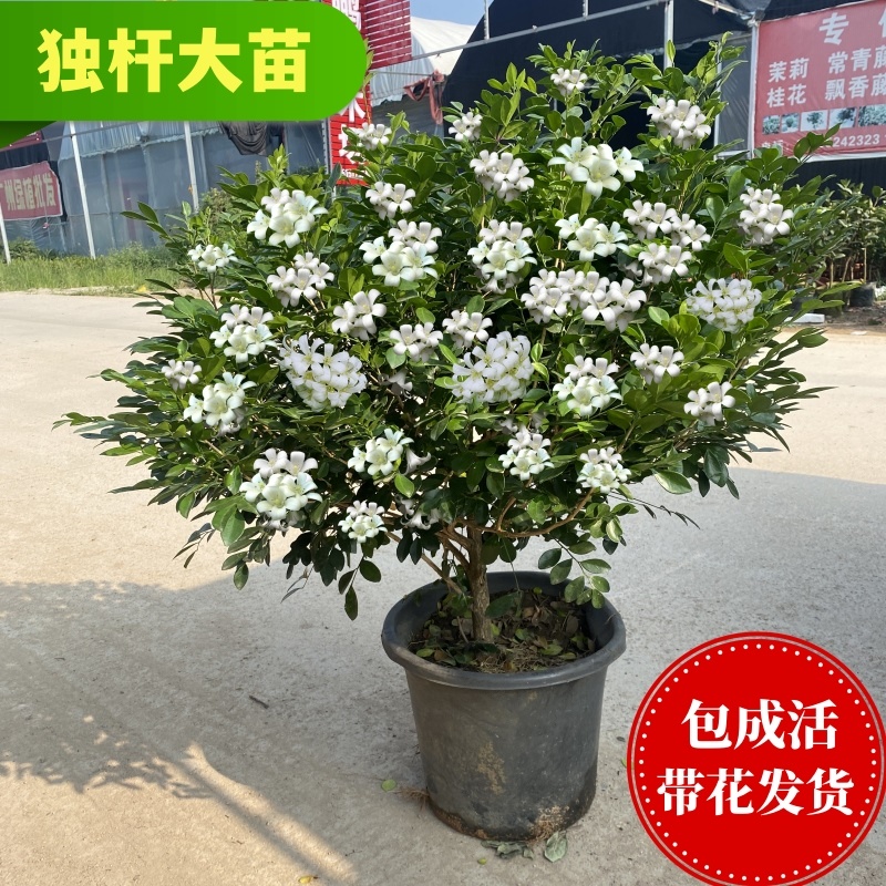 九里香盆栽花苗老桩盆景四季开花七里香室内阳台带花苞茉莉花树苗