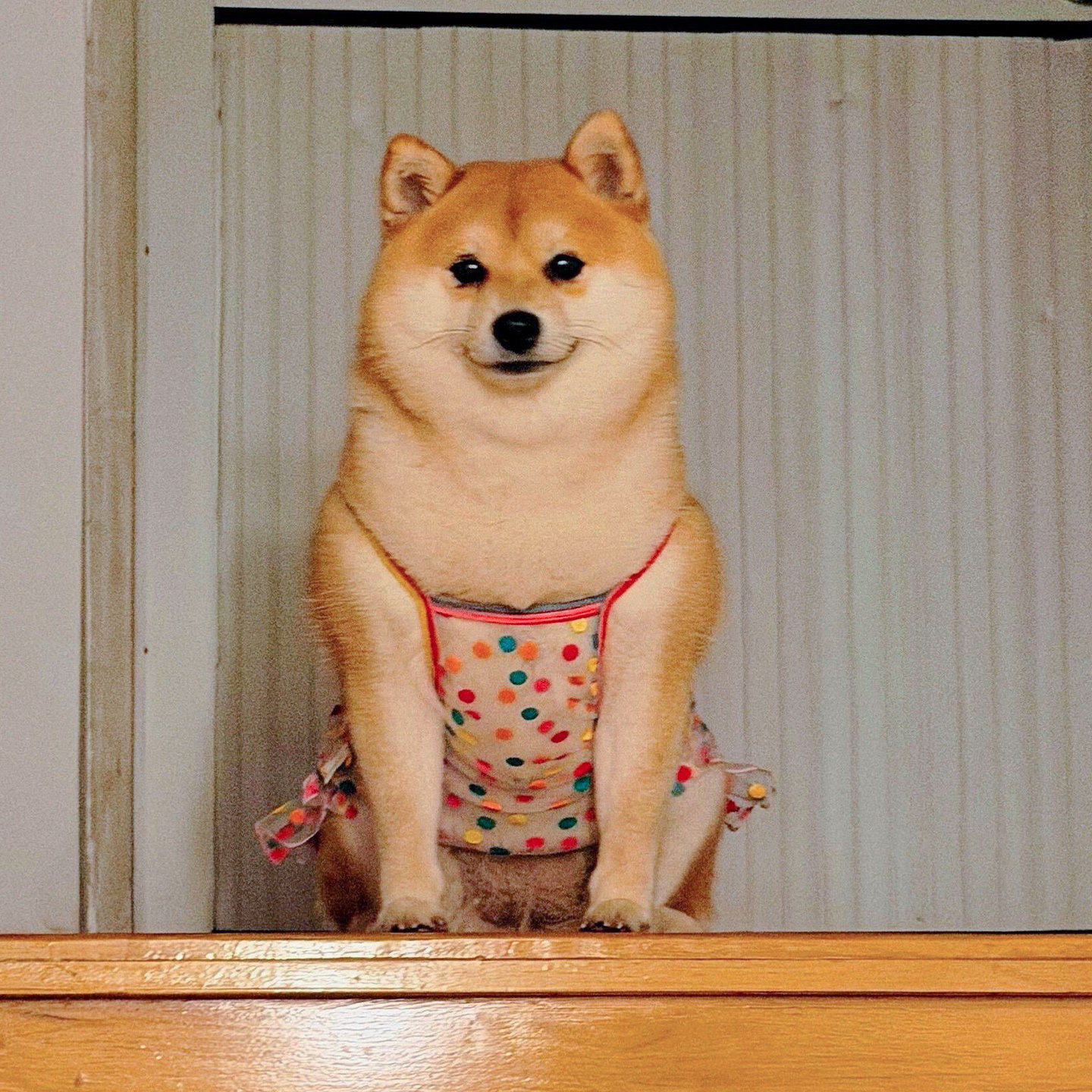 多巴胺波点狗狗衣服夏季