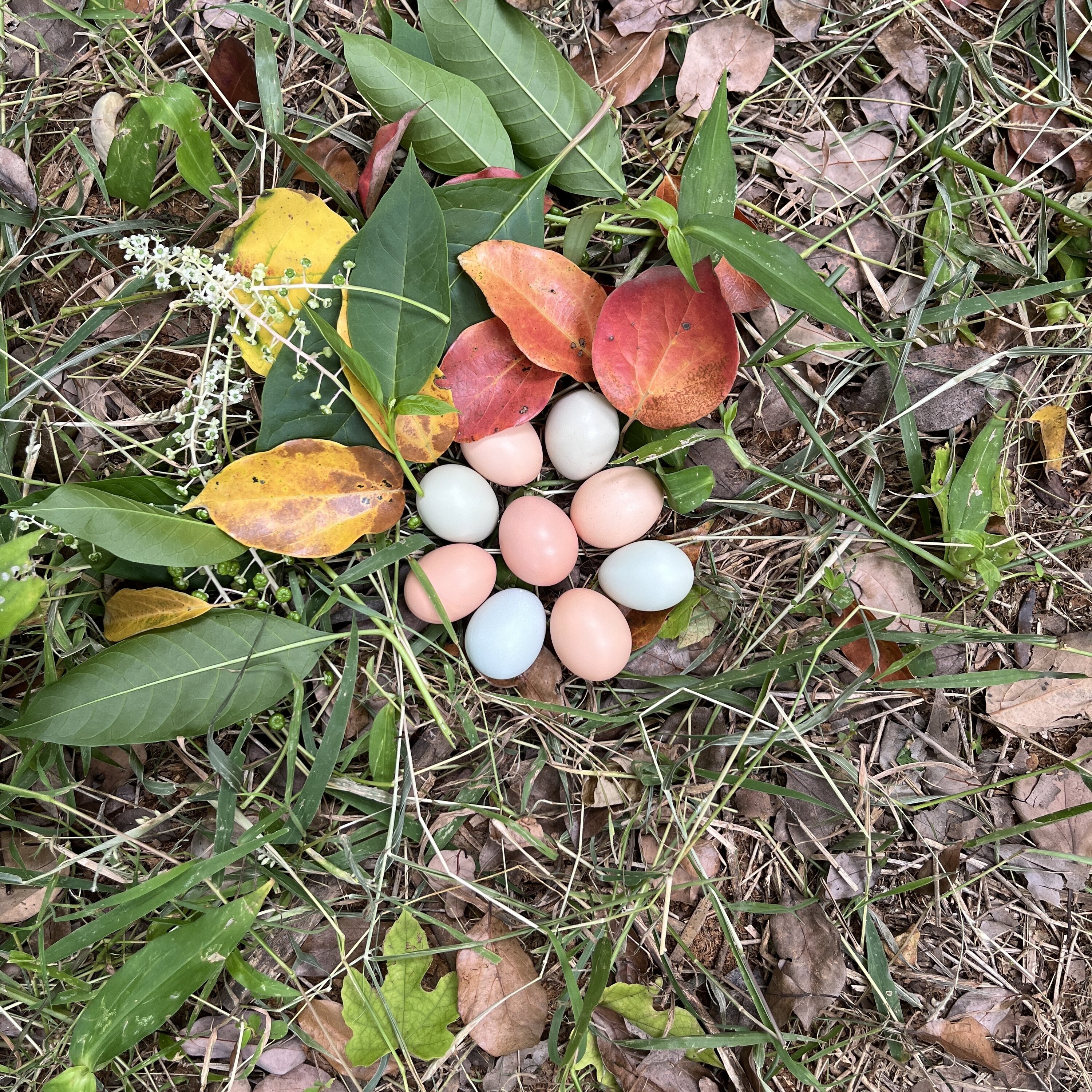 60枚茶果山松林土鸡蛋(开窝蛋) 生态(14-15个1斤）