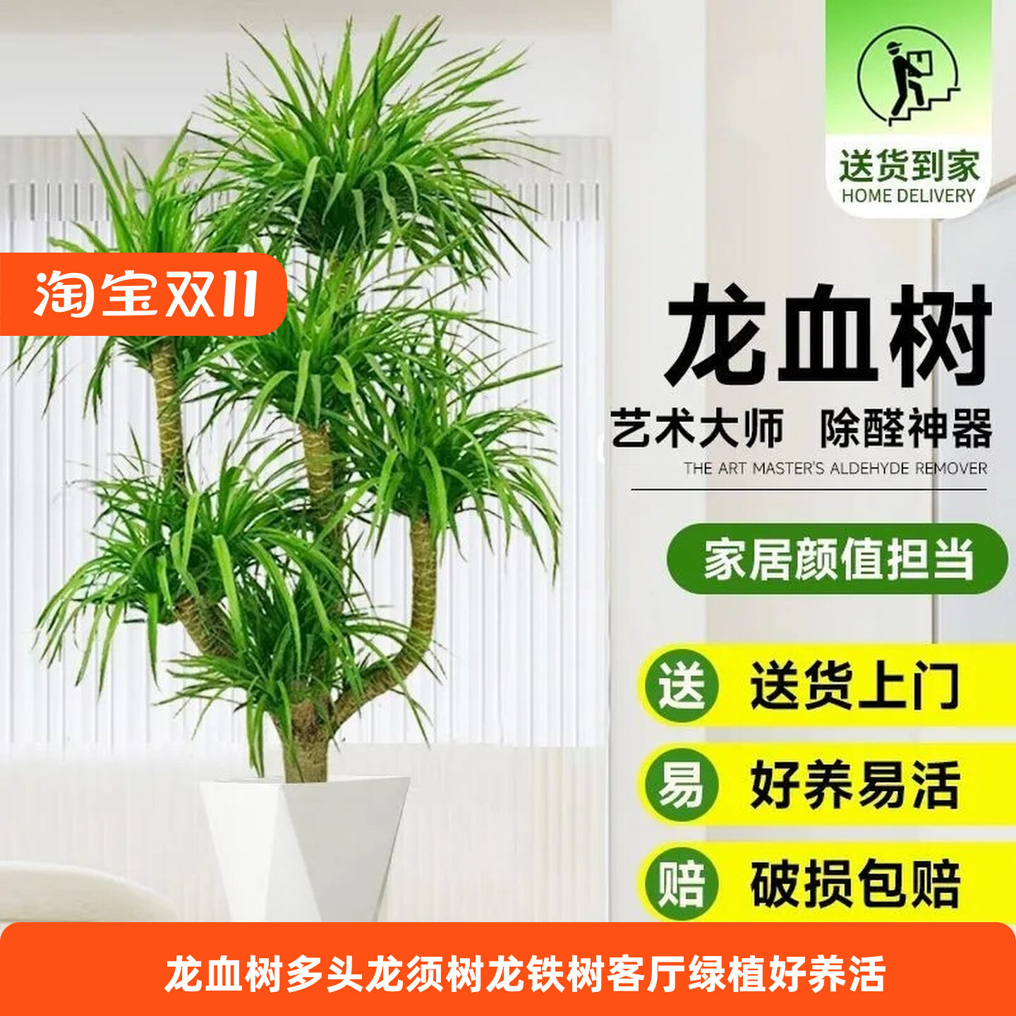 龙血树客厅绿植多头龙须树龙铁树客厅绿植室内大型龙血树植物盆栽