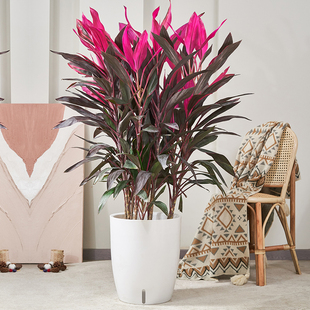 红叶朱蕉紫竹盆栽大型室内客厅卧室除甲醛观叶盆景水培红叶铁植物
