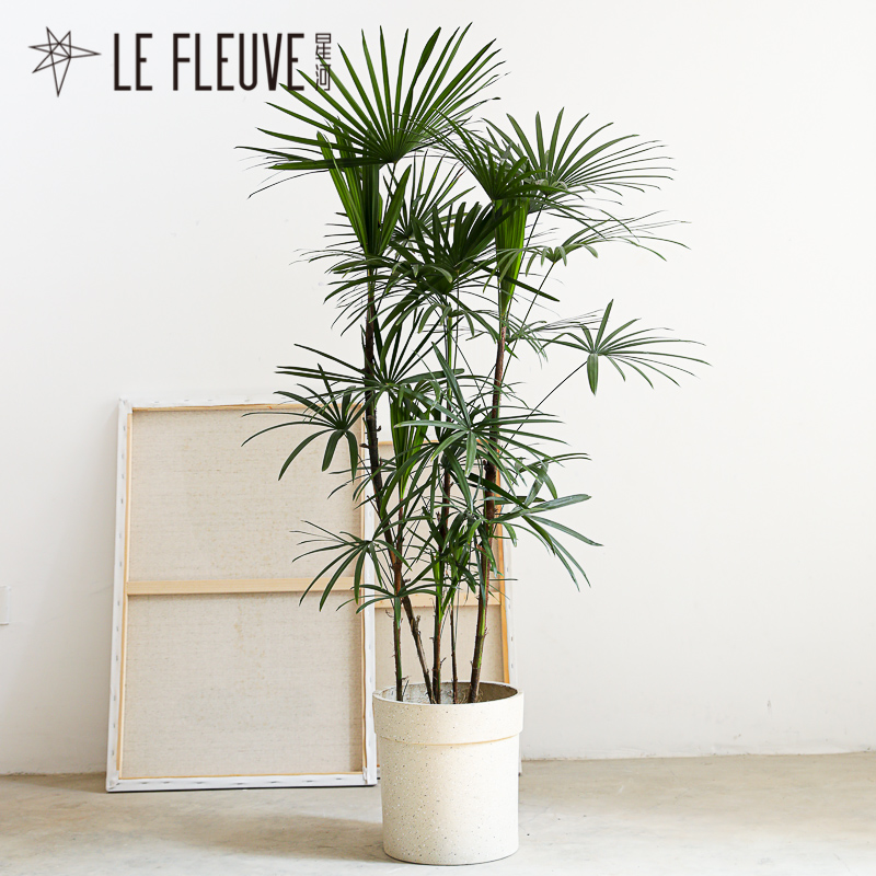 细叶金山棕竹大盆栽室内旺宅耐阴植物四季常青办公室绿植客厅落地