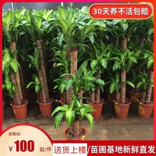 巴西木盆栽金心巴西铁步步高发财树办公室客厅大型清新空气绿植