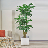 幸福树盆栽大棵客厅绿植落地大型室内老桩造型好养办公室招财绿宝