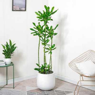 螺纹铁植物盆栽轻奢客厅室内大型落地绿植开业乔迁绿色好养真花