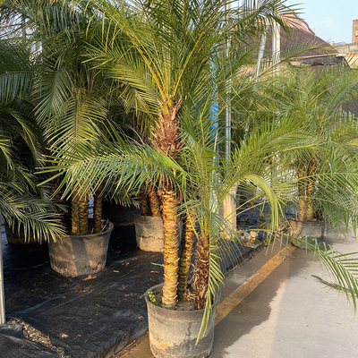 美丽针葵泰国椰子树针葵树盆栽刺葵棕榈树室内客厅庭院棕树真绿植