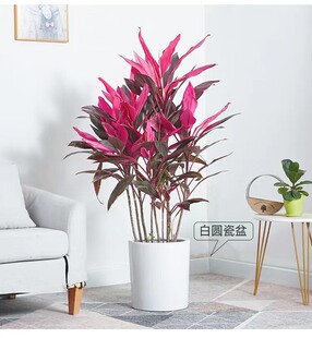 红叶朱蕉植物盆栽富贵竹红铁紫竹庭院绿植可水培吸甲醛净化空气