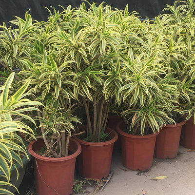 金边百合竹盆栽 室内外大型植物阳台客厅高档富贵绿植金心百合竹