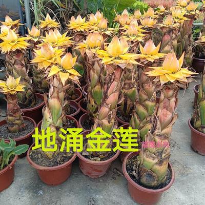 千瓣莲花地涌金莲植株花卉花苗阳台室外庭院造景绿植盆栽地莲花
