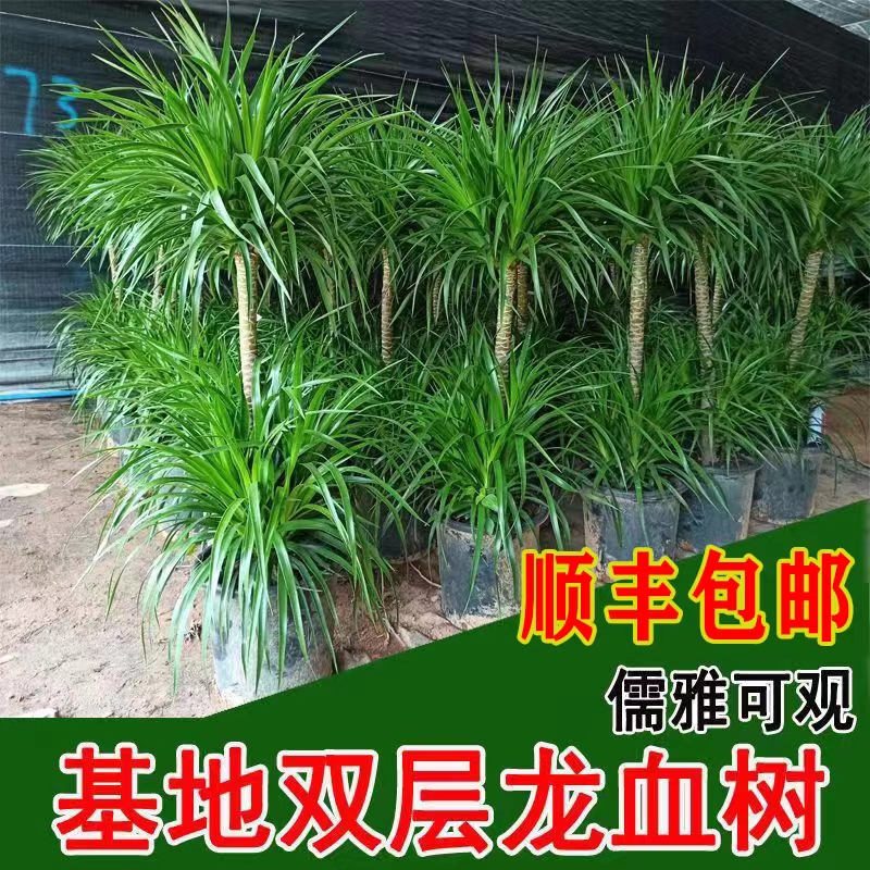 基地特价龙血树绿植花卉四季常青