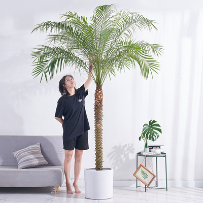 针葵盆栽针叶棕榈大型热带植物椰子树室内客厅阳台室外网红真绿植