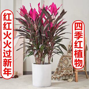 红叶朱蕉盆栽室内吸甲醛净化空气绿植客厅大型红叶可水培植物好养