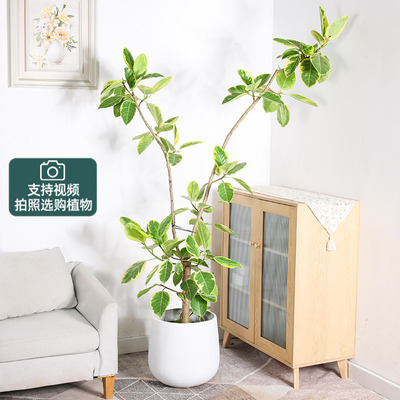 黄金榕青叶橡皮树大型室内盆栽观叶四季常青客厅植物网红造型绿植