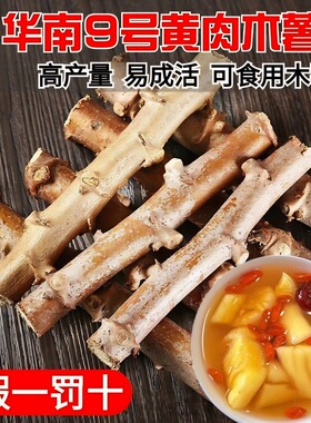 黄心木薯种苗正宗黄肉木薯新鲜广西面包木署农家易种子茎杆当季