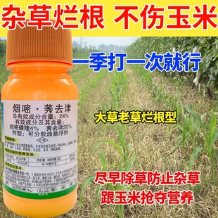 烟嘧莠去津锈去津玉米专用除草烂根剂玉米苗后田地封闭死草不伤苗