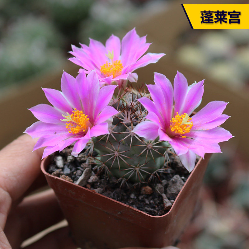 实生蓬莱宫仙人球 稀缺精品开紫红花乳突球属多肉植物桌面防辐射