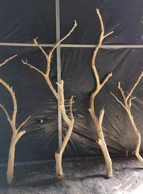 干树枝原木杈天然干枝枯枝枯木树干鸟架造型壁挂衣架吊顶树枝装饰