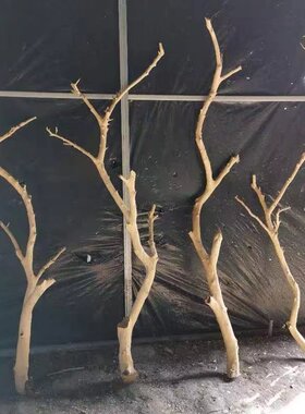 原木干树枝芸简树枝装饰