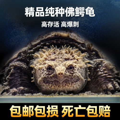 北美小鳄龟苗活物宠物龟观赏龟杂佛食肉龟水龟外塘凶猛小乌龟活物