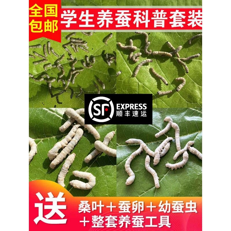 学生养蚕科普套装蚕宝宝活体1234龄新鲜桑叶金丝蚕卵籽幼虫七彩蚕