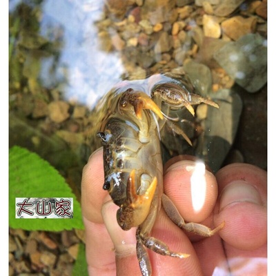 野生活体螃蟹河蟹溪蟹 原生锯齿华溪蟹 水族观赏大小淡水龙溪蟹