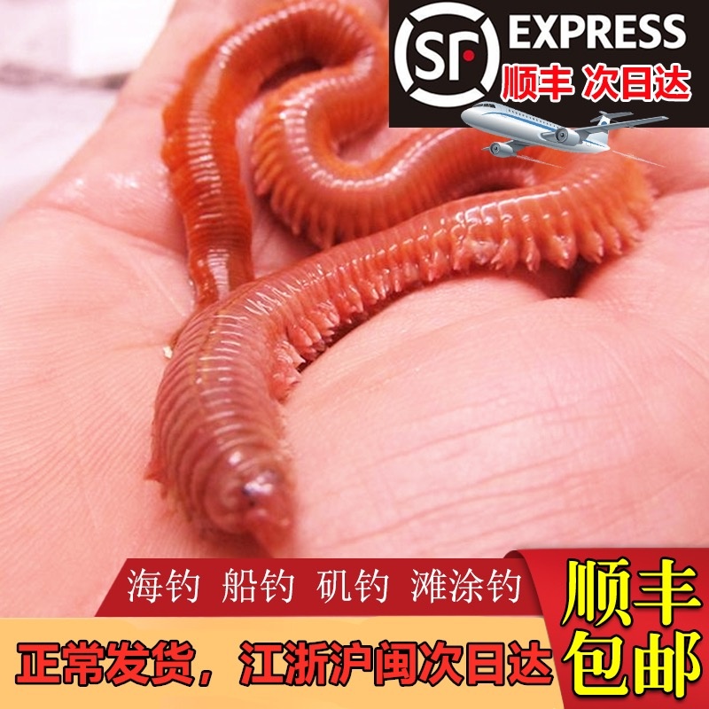 全国顺丰包邮  活沙蚕 红虫  青虫 海钓钓饵