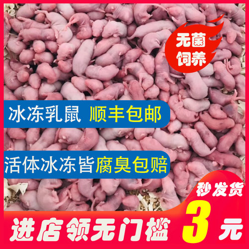 乳鼠活小白鼠活体冰冻粉皮红白霜成体繁殖组爬宠饲料宠物喂猫幼鼠