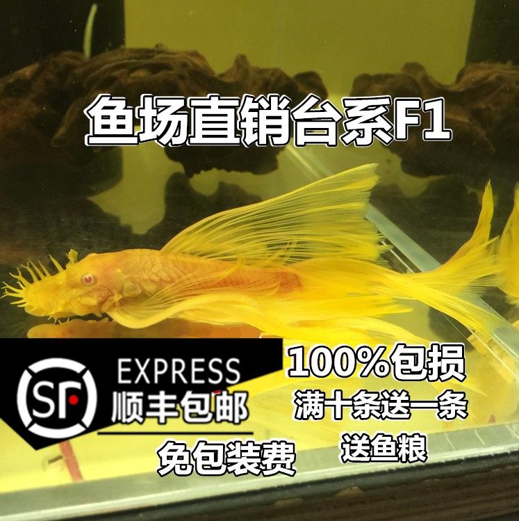 24k黄金大胡子黄金大帆皇冠直升机女王清道夫清缸草缸除藻工具鱼