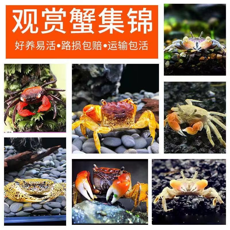 迷你辣椒蟹宠物活体小彩蟹鱼缸观赏蟹淡水草缸除藻深水小螃蟹活物